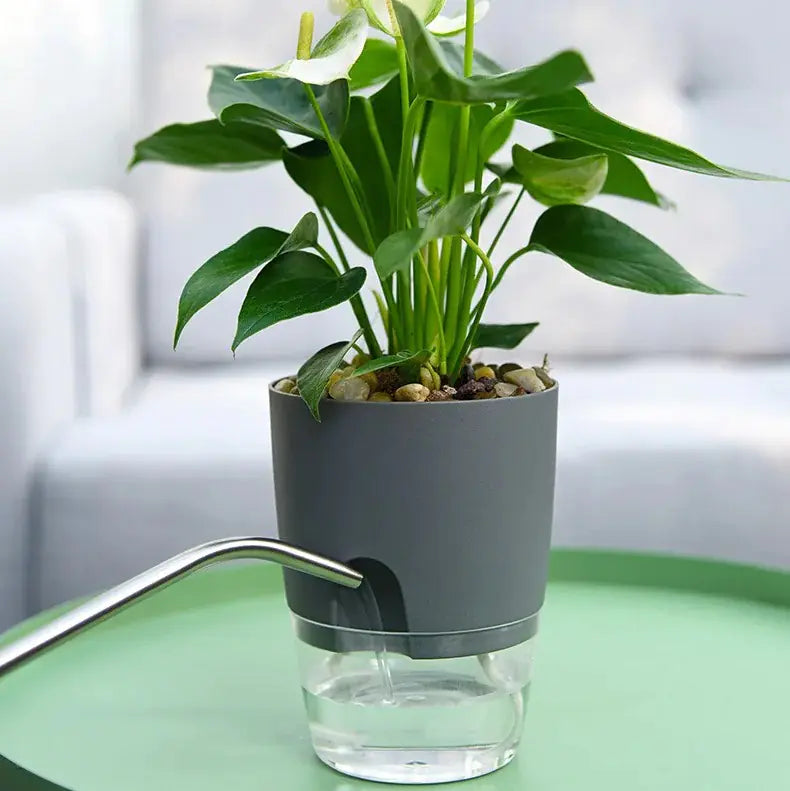 Transparent Self Watering Flowerpot