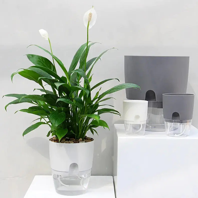 Transparent Self Watering Flowerpot