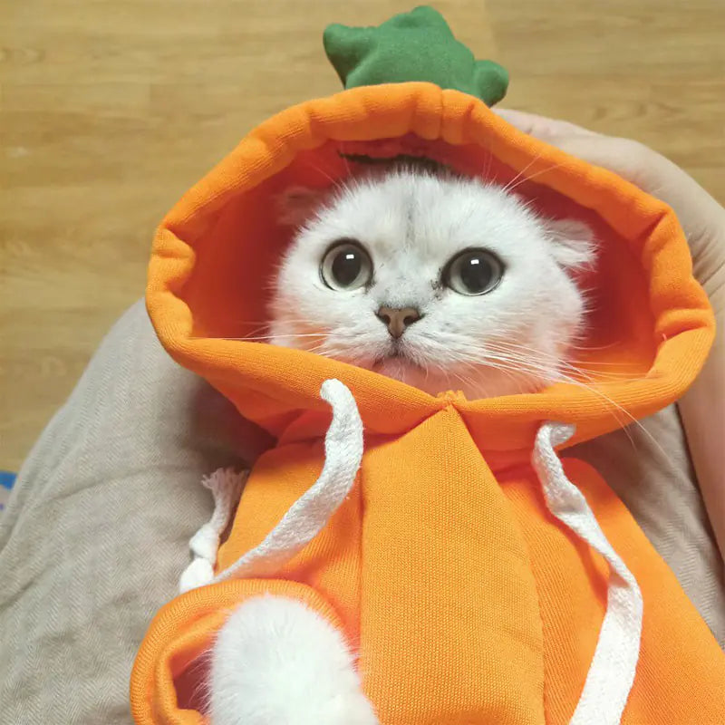 Disfraces lindos y acogedores para mascotas